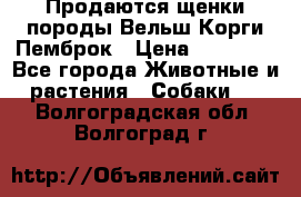 Продаются щенки породы Вельш Корги Пемброк › Цена ­ 40 000 - Все города Животные и растения » Собаки   . Волгоградская обл.,Волгоград г.